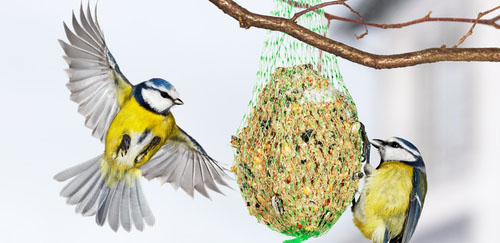 Fotolia Vogelfutter