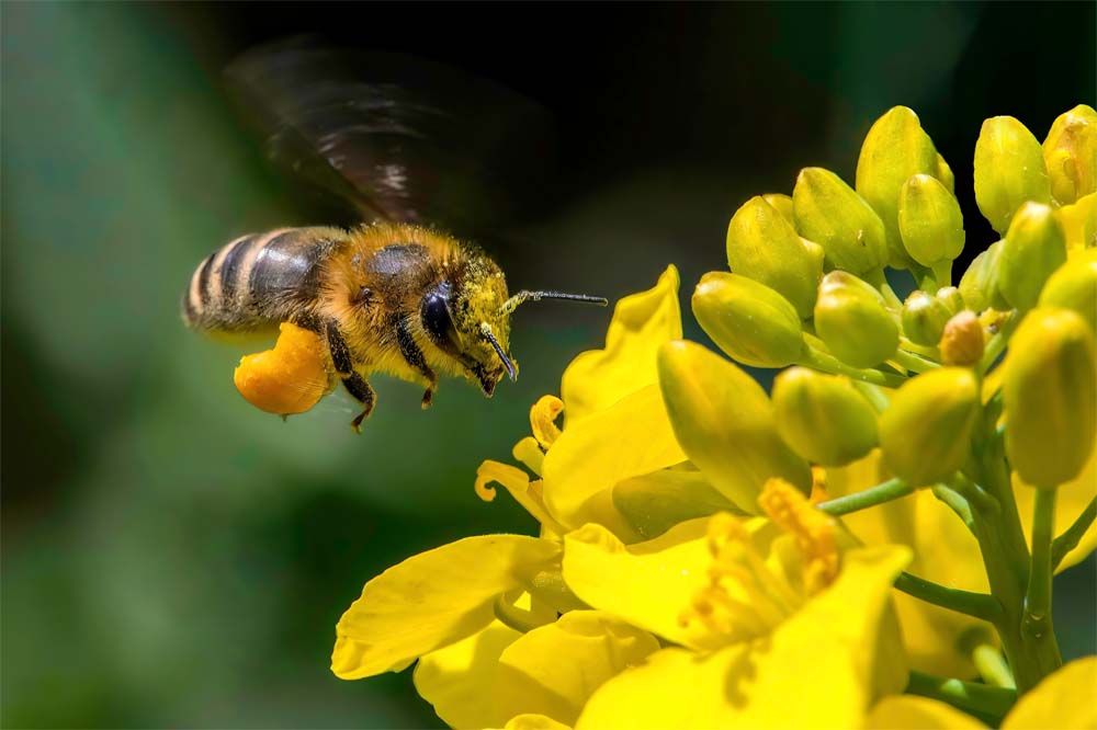 Honey bee (Apis mellifera) with pollen on its legs flies towards the flowers of a rape plant.