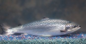 Bild_Salmon