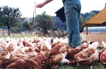 bild_huhn2